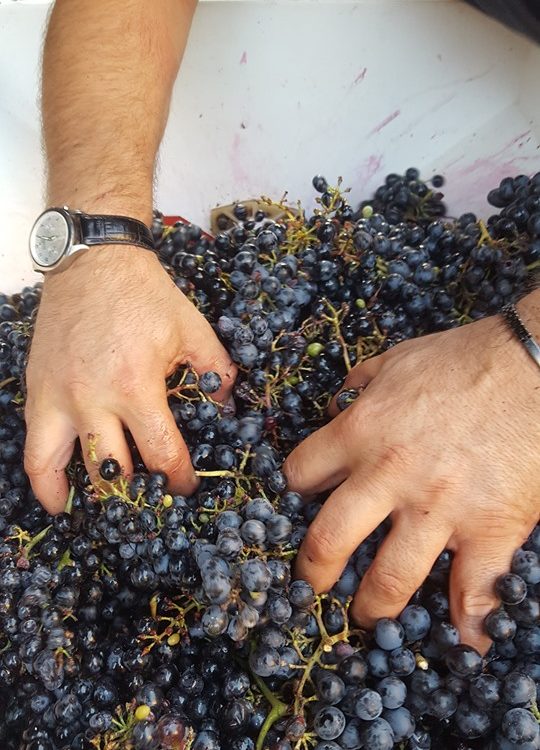 a vin di bene parma 2019 antonio mascolo